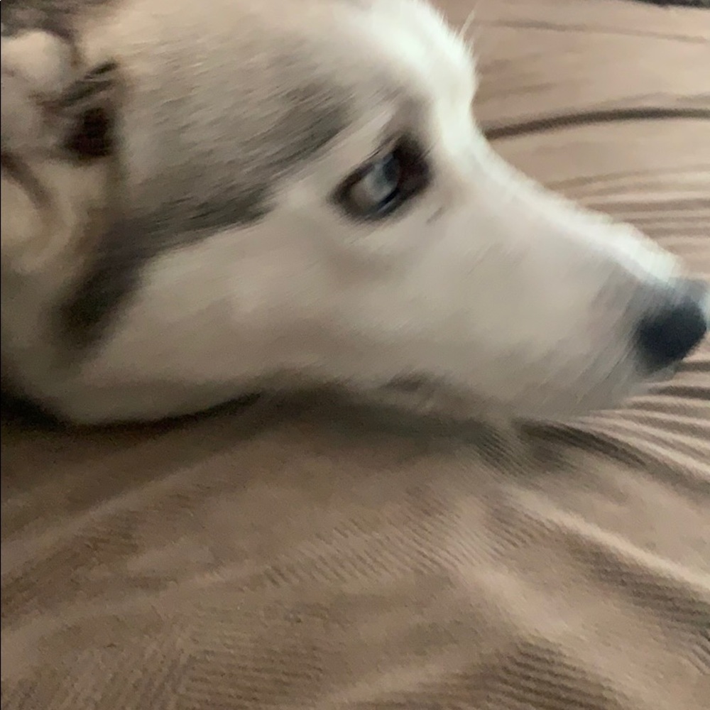 Meet your Posher, Timmy